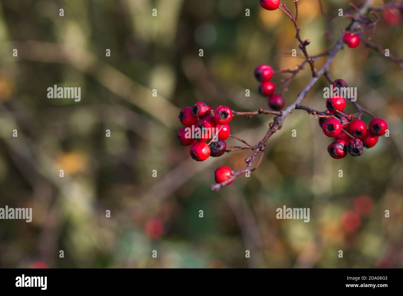 Herbst Holly Beeren Stockfoto