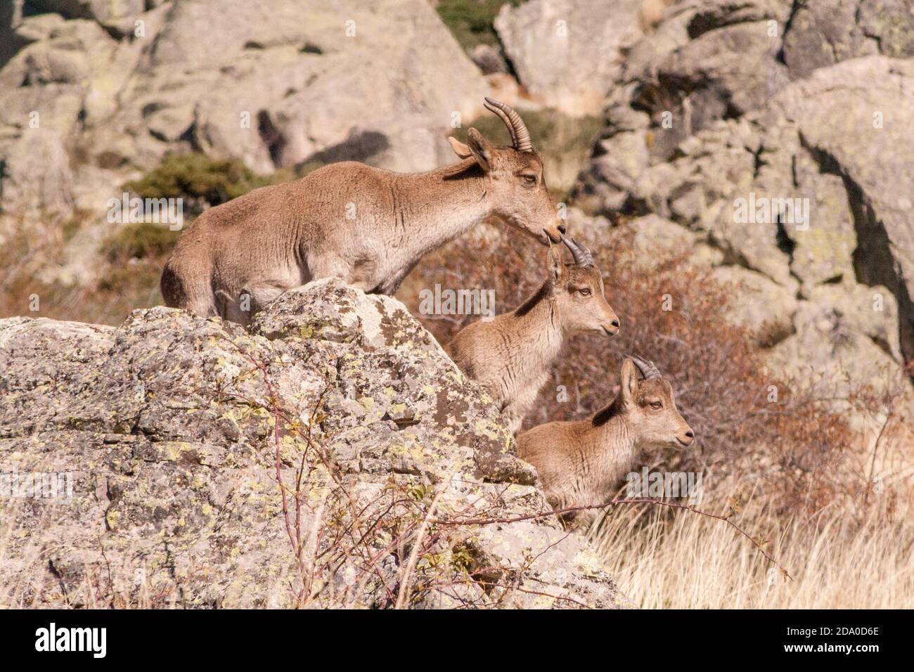 Spanische Wilde Ziegen Stockfotos Und Bilder Kaufen Alamy