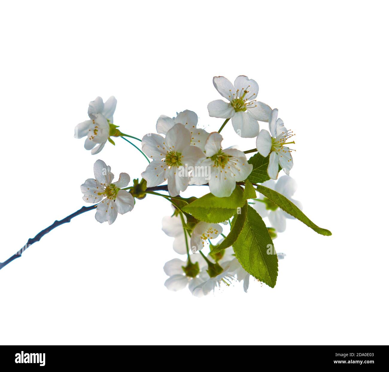 Blühende Birnenbaum Zweig mit schönen weißen Blüten mit rosa Staubblätter auf einem weißen Stockfoto Blühende Birnenbaum Zweig mit schönen weißen Blüten mit rosa Staubblätter auf einem weißen Stockfoto