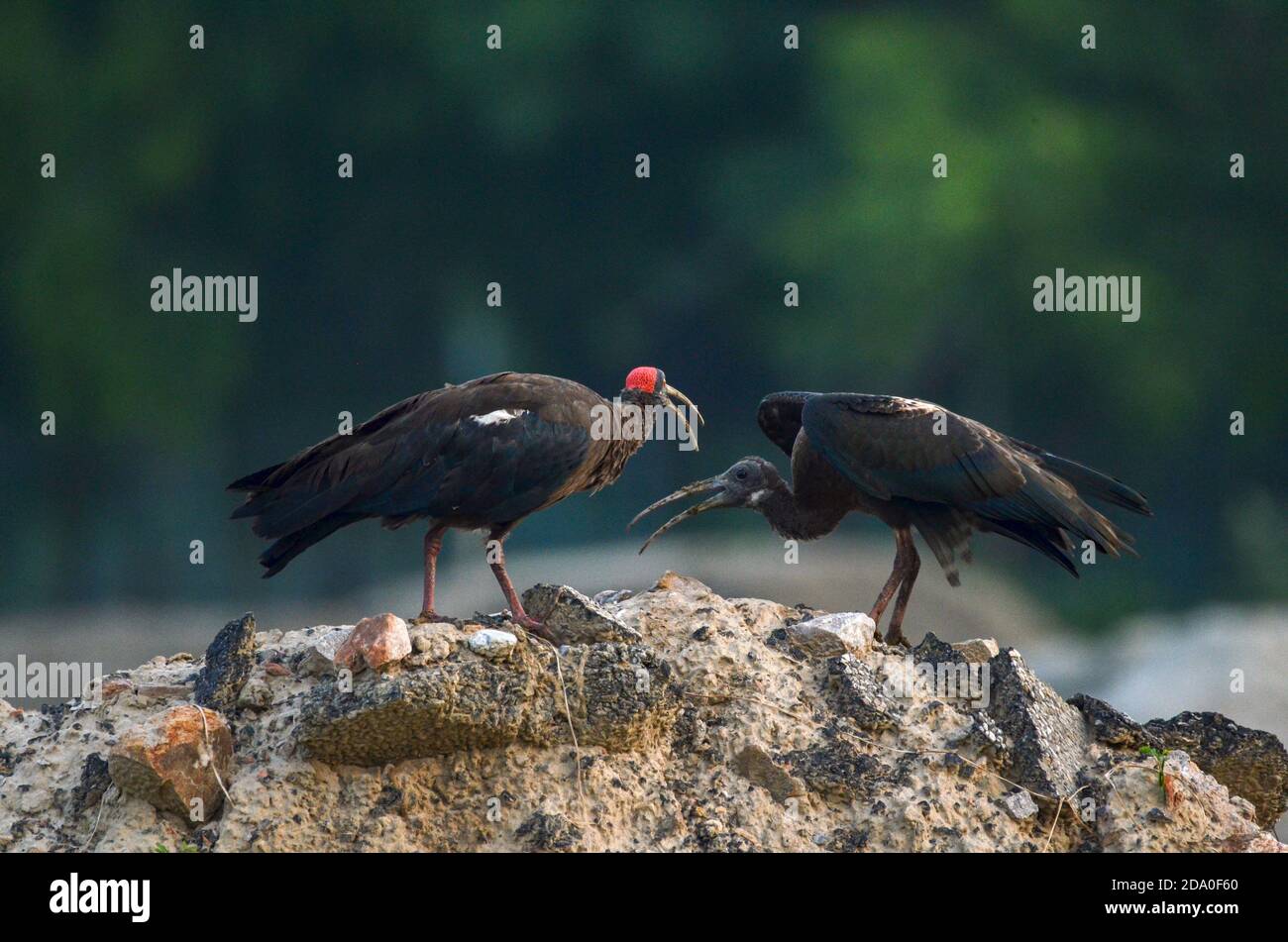 Rotnapter Ibis, Noida, Indien - 02. September 2019: Ein hungriges Rotnapter Ibis (Pseudibis papillosa) Baby, das seine Mutter bittet, Essen in Noida, Uttar Prade, zu geben Stockfoto