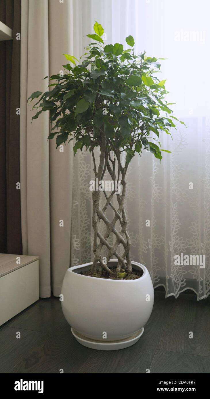 Ficus mit einem ungewöhnlichen Stamm. Ungewöhnliche Twisted Trunk Pigtail Heimpflanze Ficus, Anbau-Technologie Stockfoto