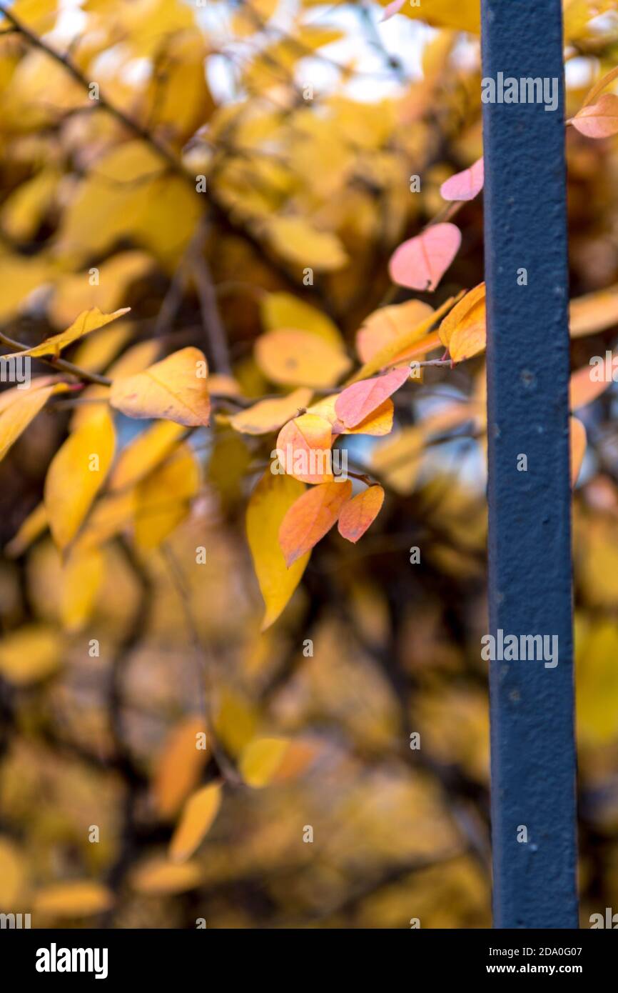 Bunte Herbstblätter mit goldenem Hintergrund und kurzer Schärfentiefe. Hintergrund mit Herbstblättern, Herbst Grußkarte. Stockfoto