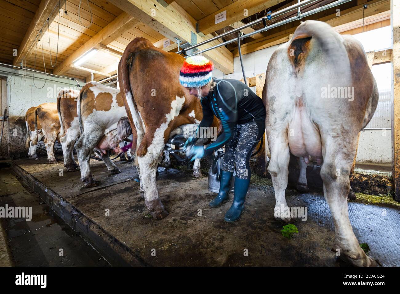 Dairymaid verbindet die Melkmaschine mit den Zitzen auf dem Euter einer Milchkuh, Ackernalm, Tirol, Österreich Stockfoto