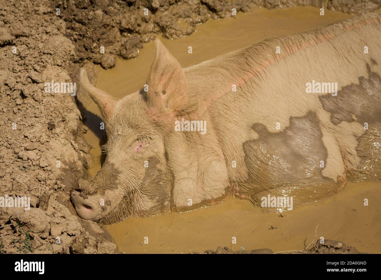 Horizontale Ansicht von Schwein schlafen in einem Schlammbad mit der Hälfte seines Körpers mit Schlamm bedeckt. Stockfoto