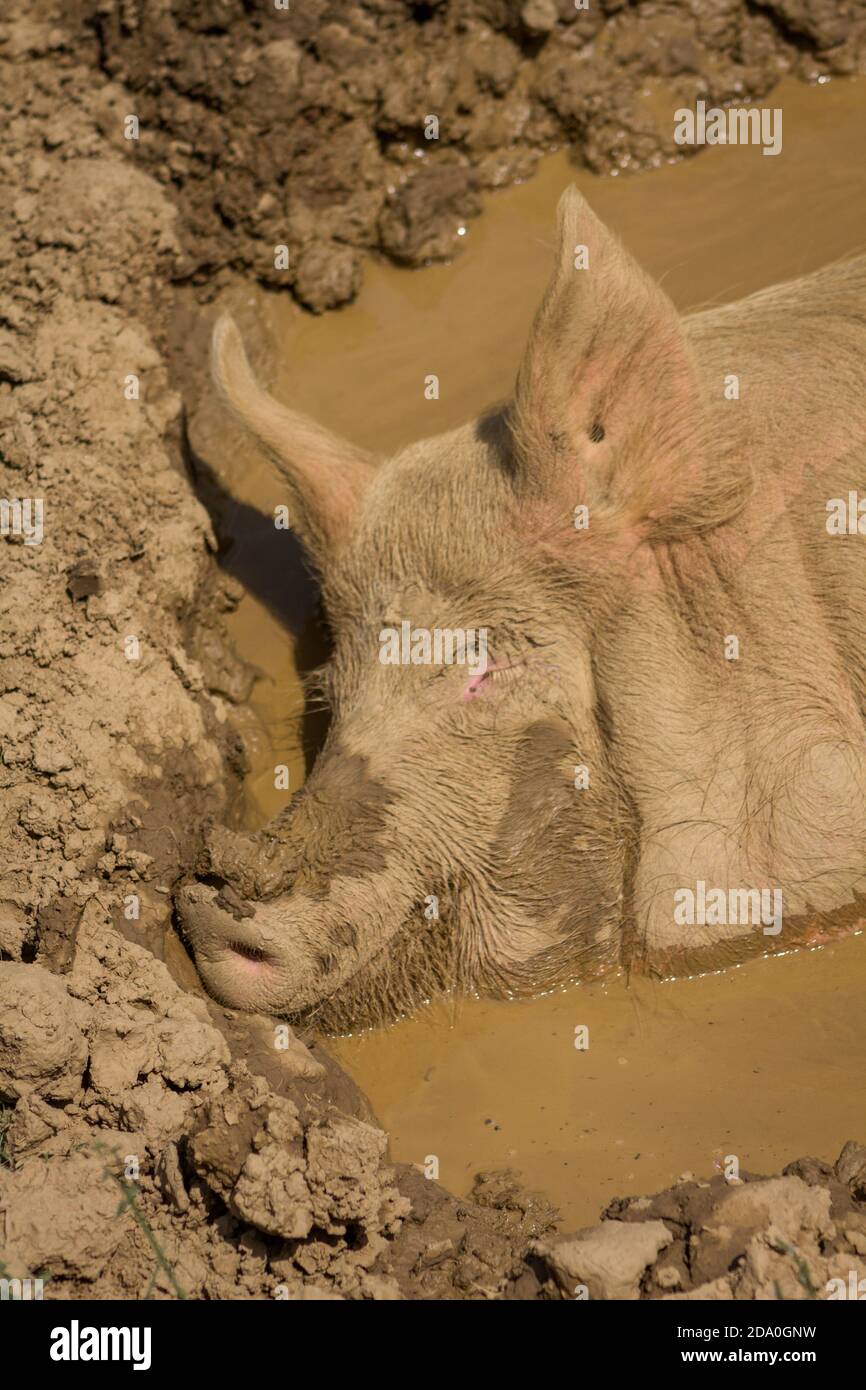 Gesicht von lächelnden großen Hausschwein, die ein Nickerchen in einem Schlammbad. Stockfoto