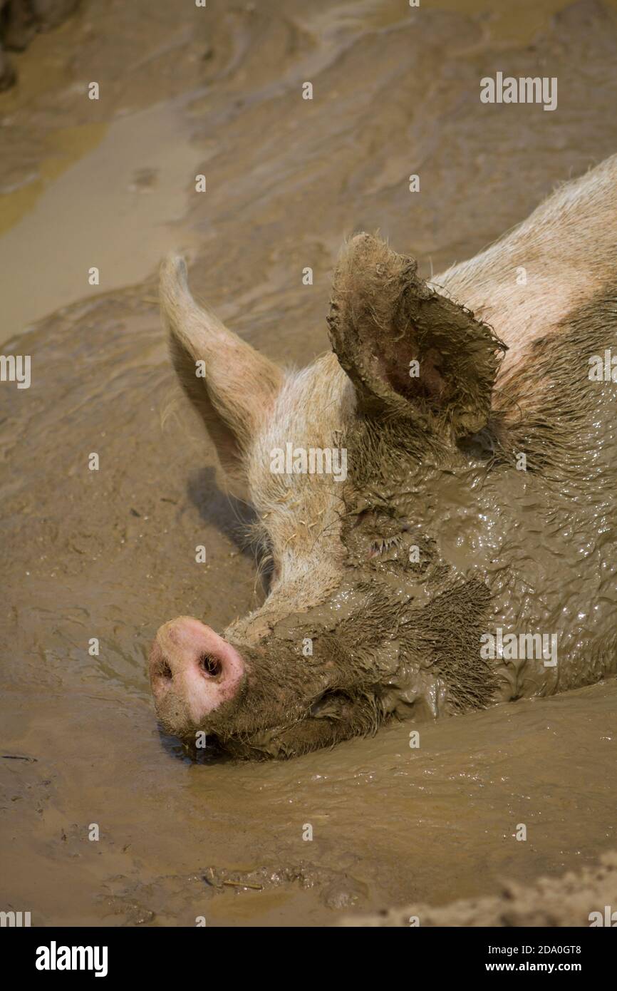 Gesicht von lächelnden großen Hausschwein ein ein Nickerchen in einem Schlammbad mit der Hälfte des Gesichts voll von Schlamm. Stockfoto