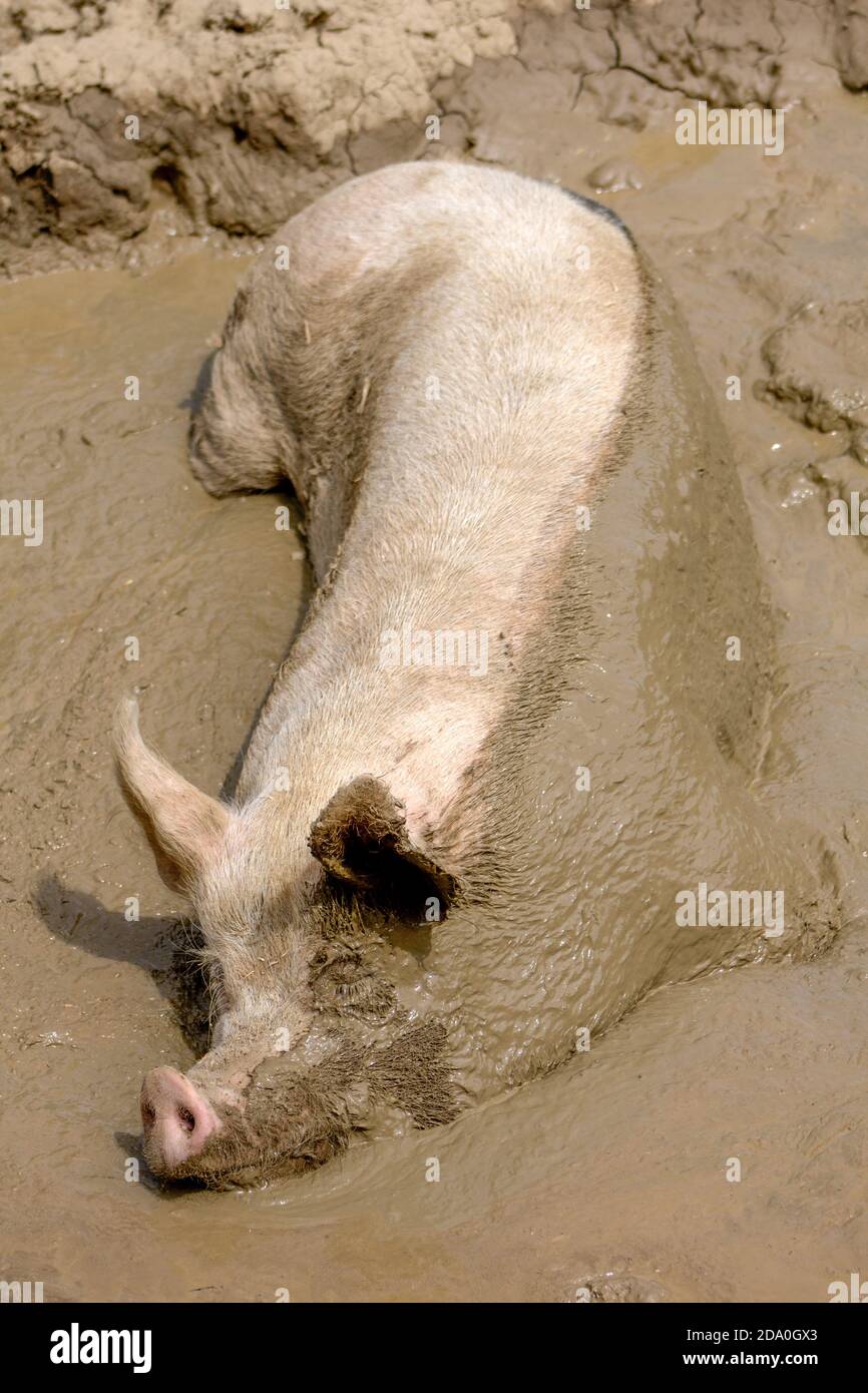 Schwein schläft in einem Schlammbad mit der Hälfte seines Körpers mit Schlamm bedeckt. Stockfoto