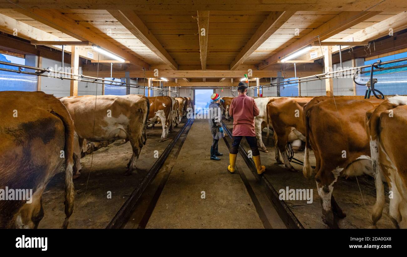 Kühe, Landwirt und ein Milchmädchen beim Melken im Kuhstall, Ackernalm, Tirol, Österreich Stockfoto