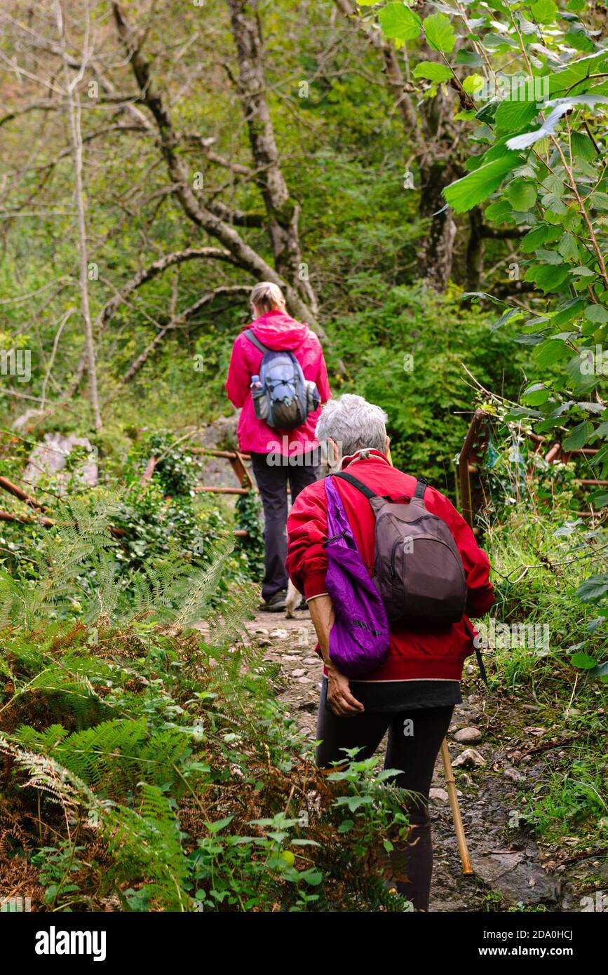 Rückansicht von unkenntlich weiblichen älteren Wanderern mit Rucksack während Reisen zusammen in der Nähe von Grünpflanzen in Asturien Stockfoto