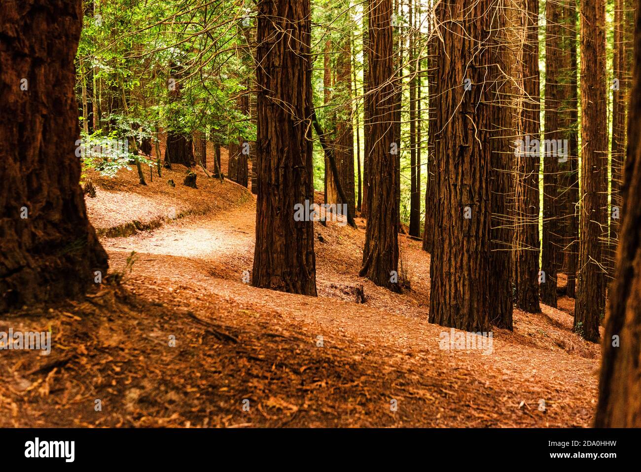 Riesige Bäume wachsen am Hang des Monte Cabezon Naturdenkmals Von Sequoias in Kantabrien Stockfoto