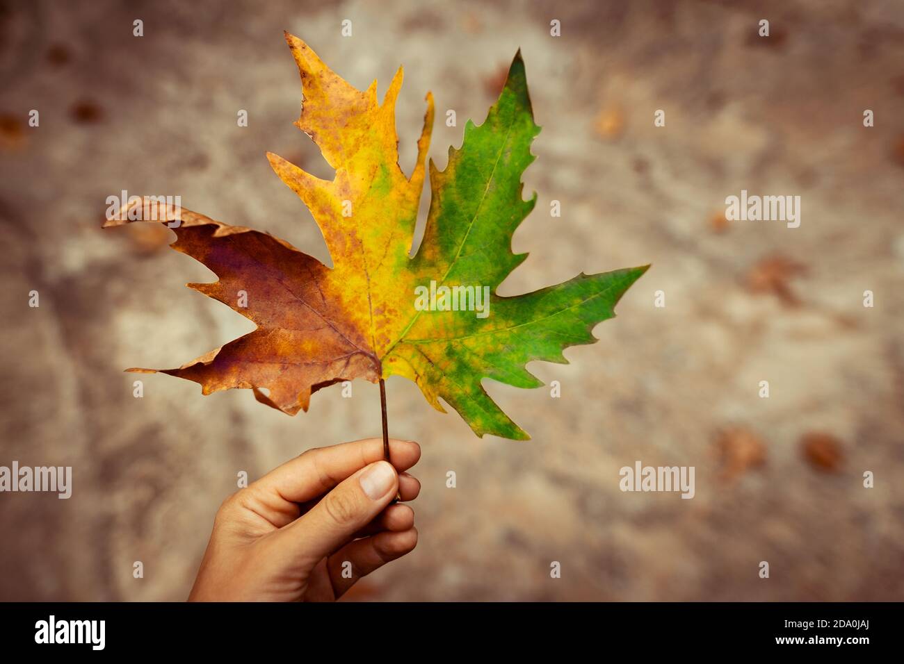 Bunte Ahornblatt in der Hand des Mädchens. All Seasons in One Leaf of a Tree. Erstaunliche Schönheit des Herbstes. Stockfoto