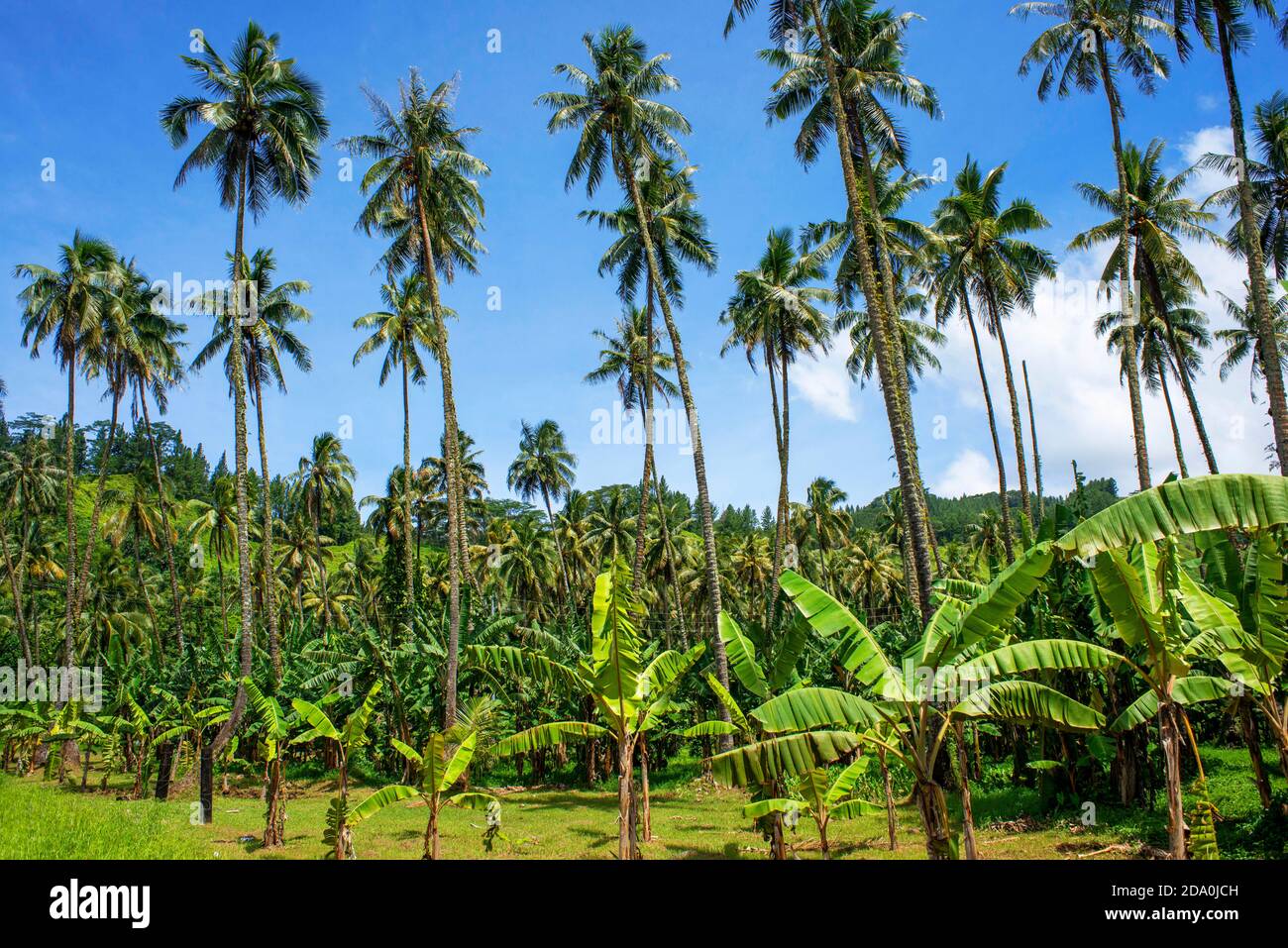 Palmen an der Route de ceinture, Tahiti Nui, Gesellschaftsinseln, Französisch-Polynesien, Südpazifik. Stockfoto