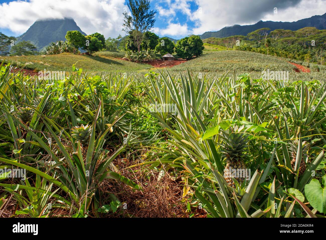 Eine Ananasfarm auf der Insel Moorea, mit Bergen in der Ferne. Französisch-Polynesien, Gesellschaftsinseln, Südpazifik. Cook's Bay. Stockfoto