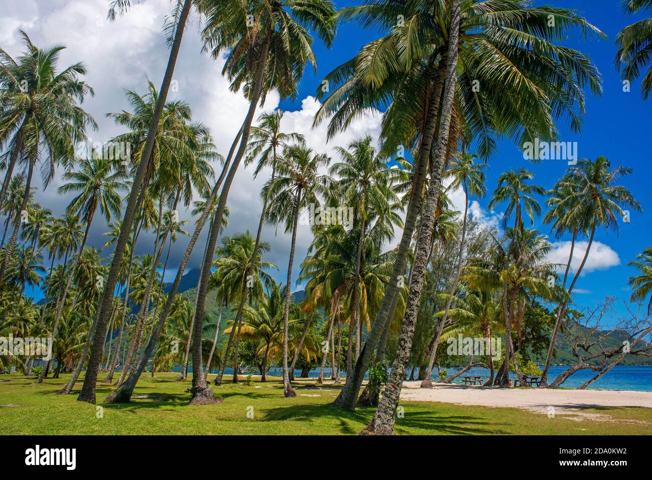 Öffentlicher Strand Opunohu Beach und Ta'ahiamanu Beach in Moorea, Cook's Capitan Bay, Französisch-Polynesien, Gesellschaftsinseln, Südpazifik. Stockfoto
