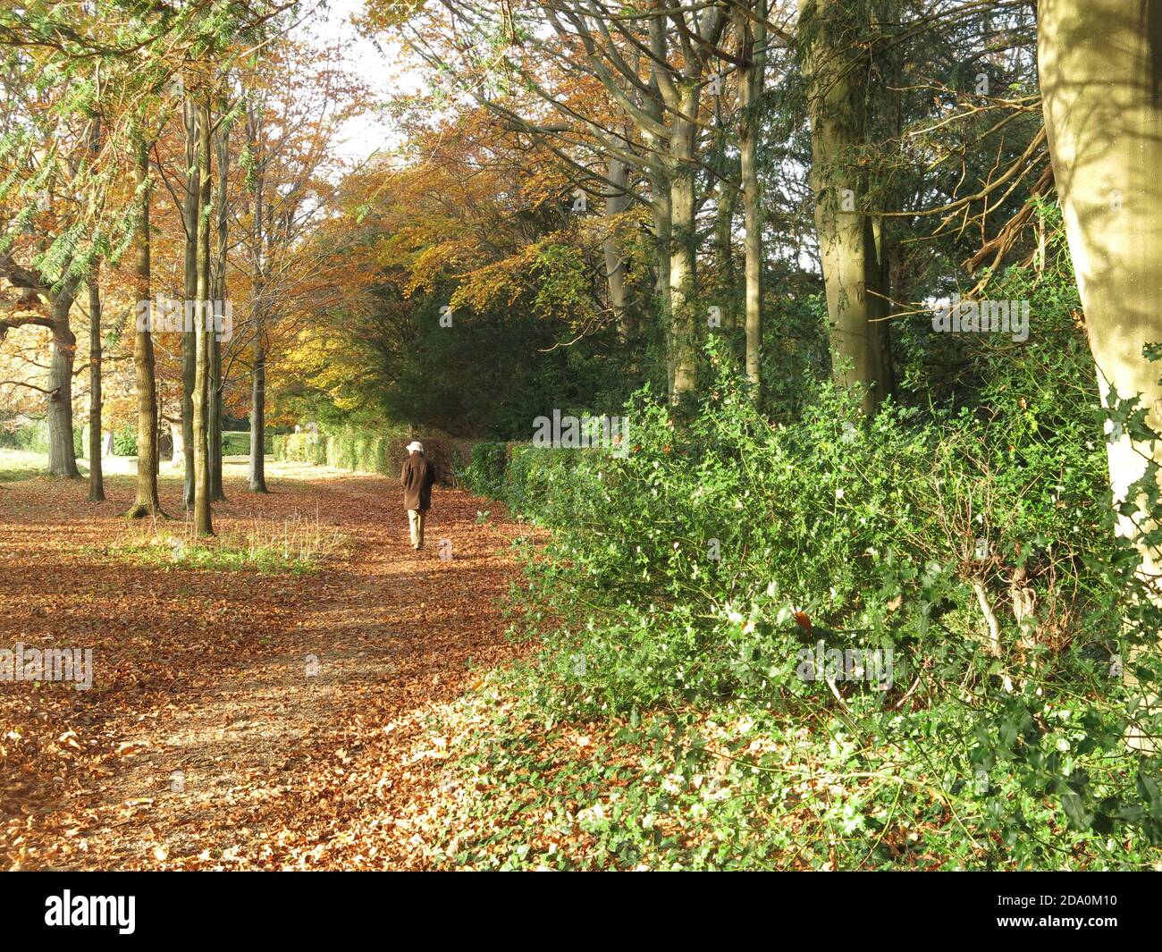 Herbstansicht der Parklandschaft mit einem Teppich aus Blättern im englischen Landgut von Rousham House and Gardens; November 2020. Stockfoto