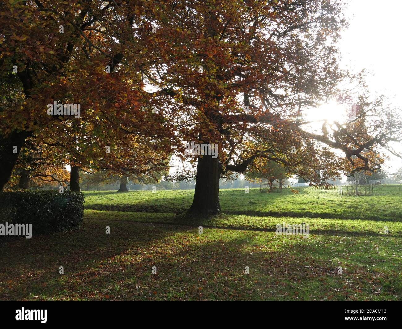 Herbstansicht der Parklandschaft mit einem Teppich aus Blättern im englischen Landgut von Rousham House and Gardens; November 2020. Stockfoto