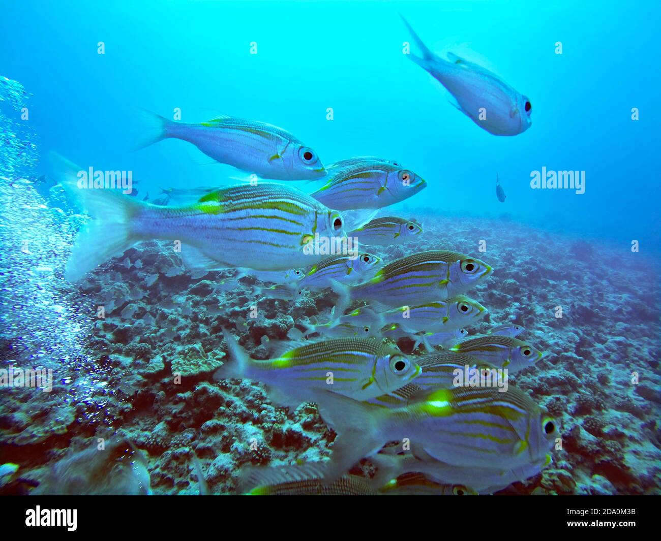 Schnorchelausflug in den flachen Gewässern der Bora Bora Lagune, Moorea, Französisch Polynesien, Gesellschaftsinseln, Südpazifik. Cook's Bay. Stockfoto