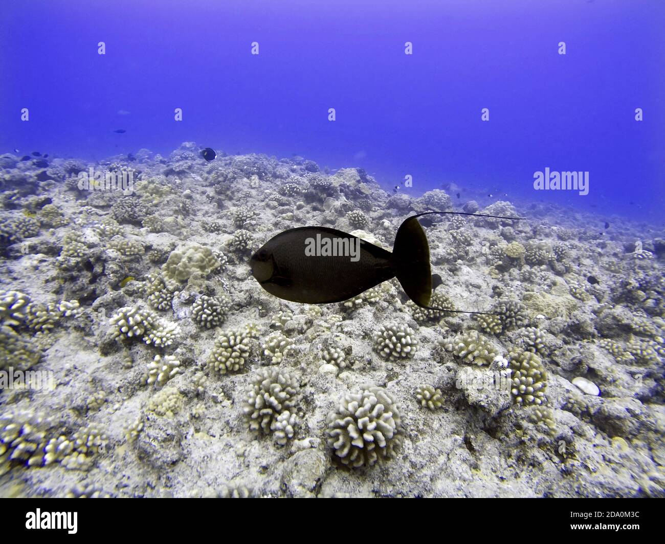 Schnorchelausflug in den flachen Gewässern der Bora Bora Lagune, Moorea, Französisch Polynesien, Gesellschaftsinseln, Südpazifik. Cook's Bay. Stockfoto