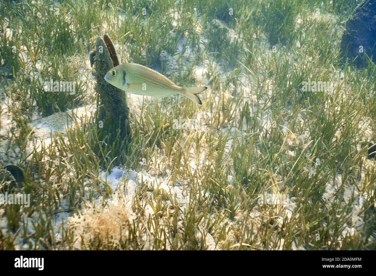 Sarpa Salpa, allgemein bekannt als Traumfisch, salema, salema porgy, Kuhbrasse oder goldline schwimmend im flachen Meerwasser. Im Hintergrund eine Pina nobi Stockfoto