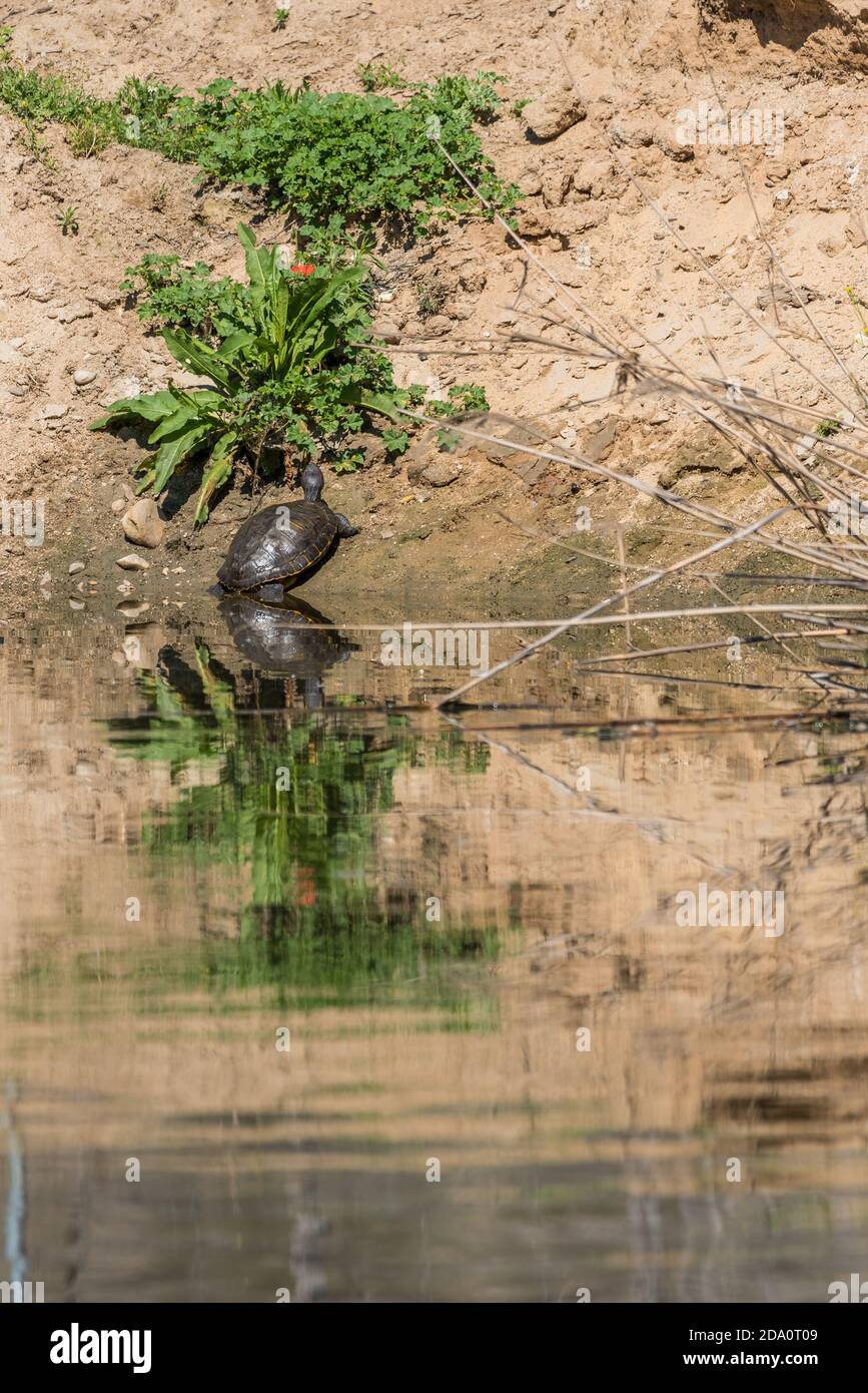 Wilde Florida Gopher Schildkröte oder Gopherus polyphemus kriechen auf Sand Ufer des Teiches in der Natur Stockfoto