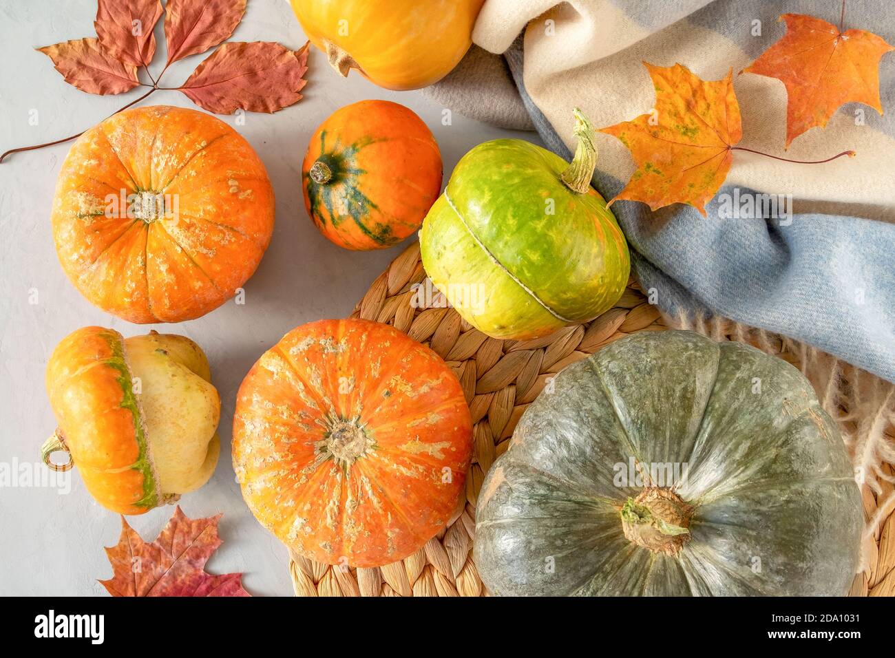 Flaches Lay von schönen kleinen Kürbissen auf grauem Hintergrund mit einer warmen Decke und einer Rattan-Serviette aus Weidenrinde. Horizontale Ausrichtung, selektiver Fokus. Stockfoto
