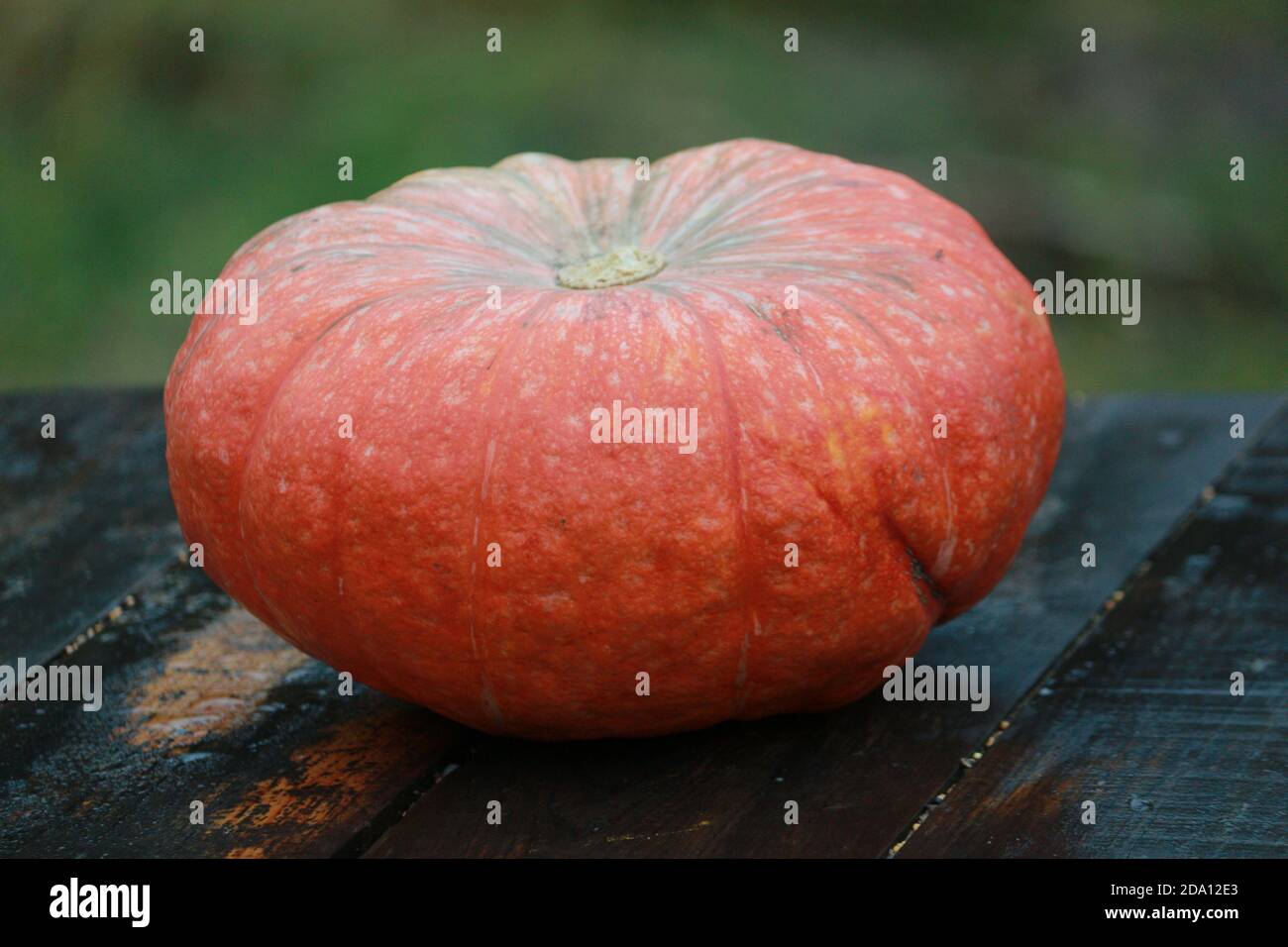 Ein orangefarbener Kürbis liegt an einem Herbsttag draußen auf einem Holztisch auf grünem Hintergrund. Erntedankfest. Halloween. Stillleben mit orangefarbenem Kürbis. Stockfoto