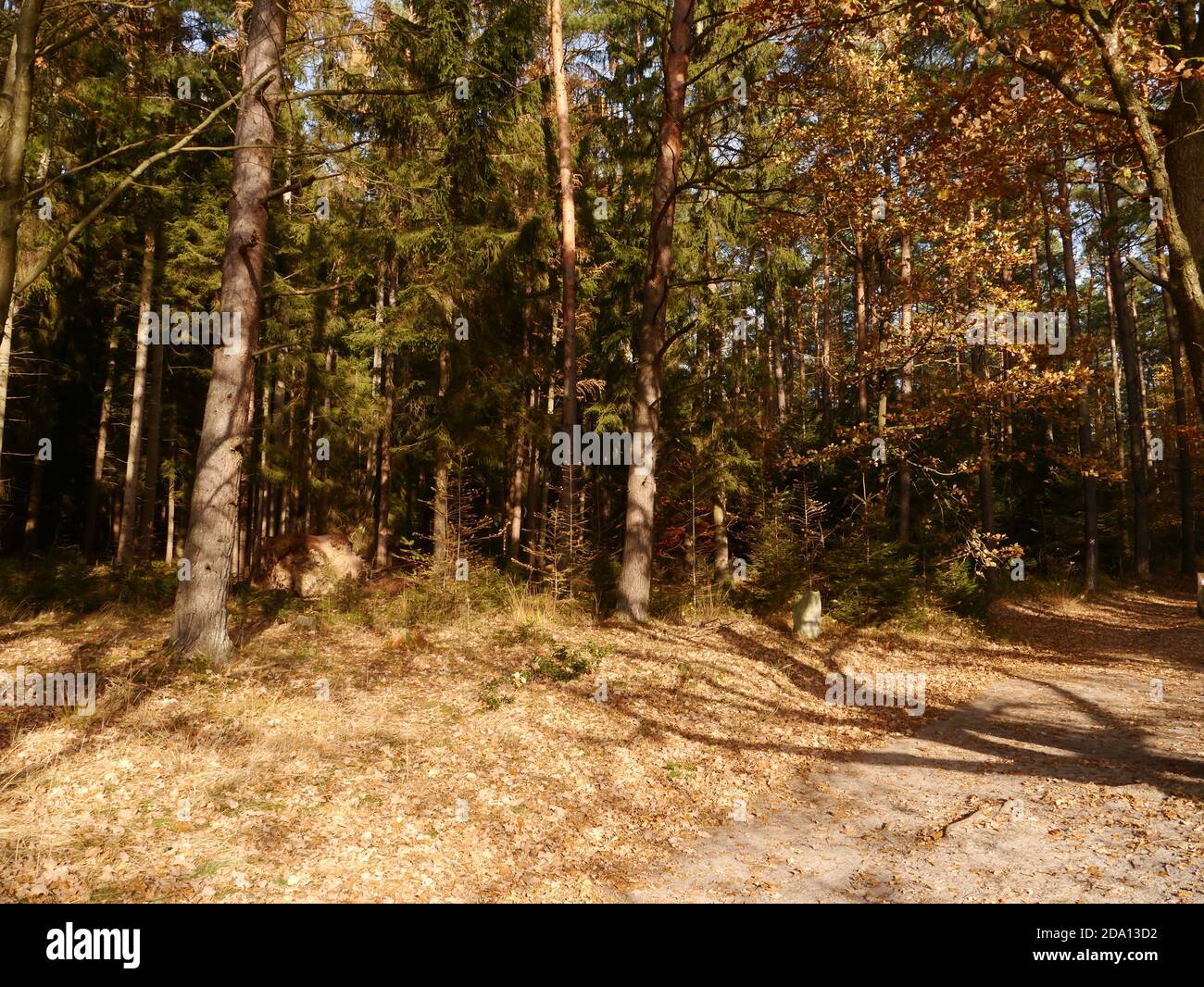 Lüneburger Heidewald im Herbst Stockfoto