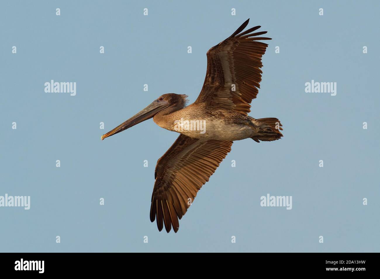 Braunpelikan - Pelecanus occidentalis großer Vogel der Pelikanfamilie, Pelecanidae, eine von drei Arten in Amerika und eine von zwei, die Gebühr gefunden Stockfoto