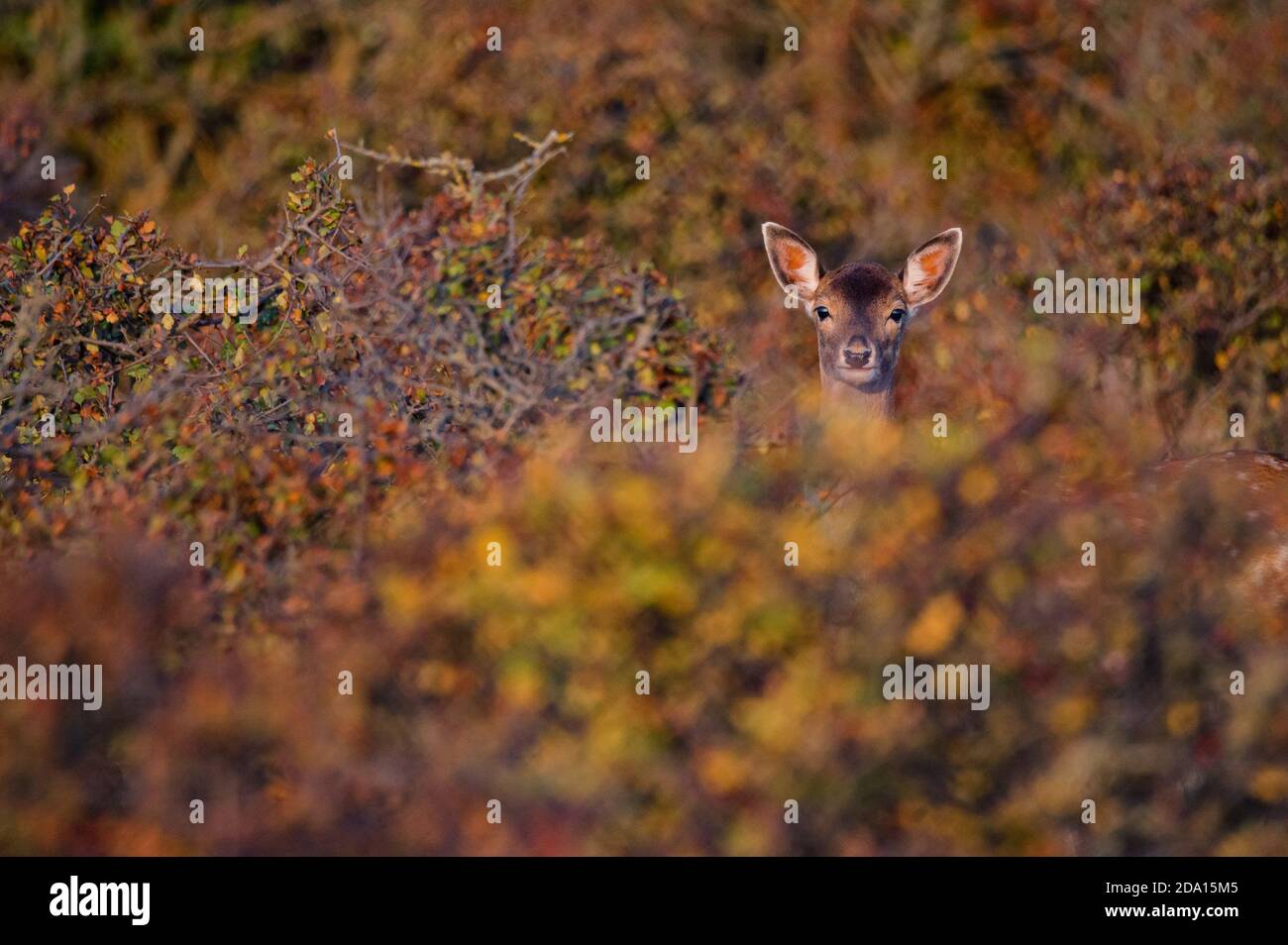 Nahaufnahme von sika-Hirschen oder Cervus nippon im Herbstwald Stockfoto