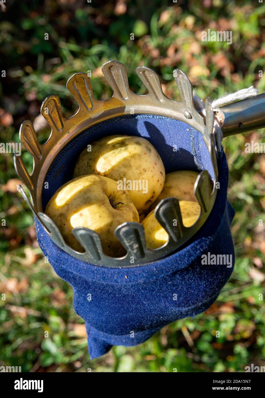 Obstpflücker-Gerät für die Hand Kommissionierung Früchte voller Gelb Bio-Äpfel Stockfoto