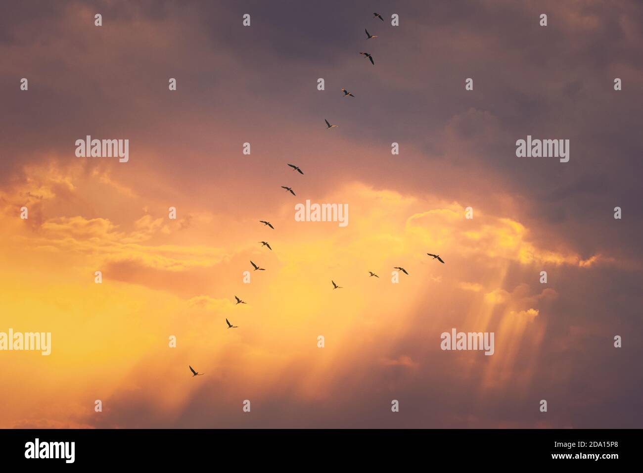 Schwarm Von Enten Fliegen In Sonnigen Sonnenuntergang Herbst Frühling Himmel Während Ihrer Migration. Veränderter Himmel Bei Sonnenaufgang Stockfoto