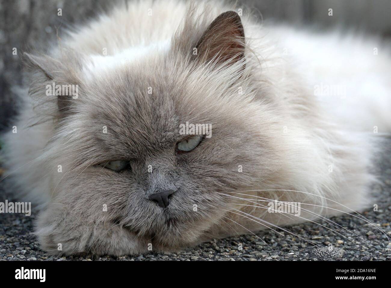 Ein Porträt einer flauschigen langhaarigen Katze mit blauen Augen auf dem Boden. Sein Gesichtsausdruck scheint wütend zu sein und er schaut in die Kamera. Stockfoto