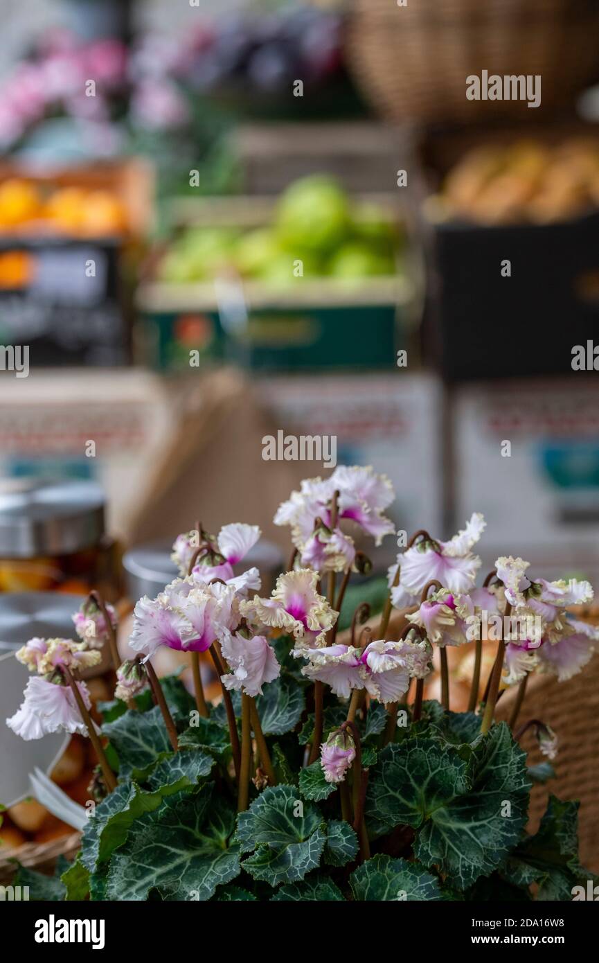 Rote Cyclamen-Pflanzen und -Blumen werden in einem großen Zentrum verkauft, in dem Blumen, Pflanzen und Sträucher verkauft werden Stockfoto