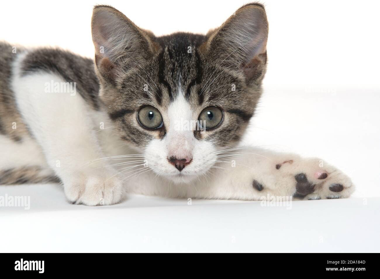 Niedliches Baby tabby Kätzchen legt sich isoliert auf weißem Hintergrund Stockfoto