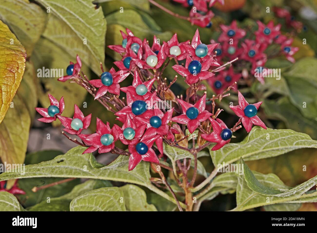 Beeren von Harlekin glorybower, Zierpflanze Stockfoto