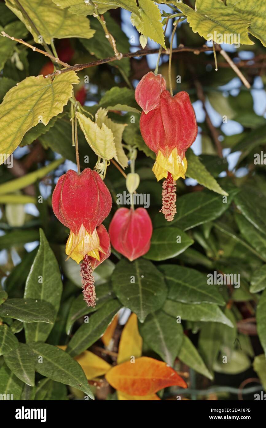 Blühender Ahorn, Blumen und Blätter, Abutilon megapotamicum, Malvaceae Stockfoto