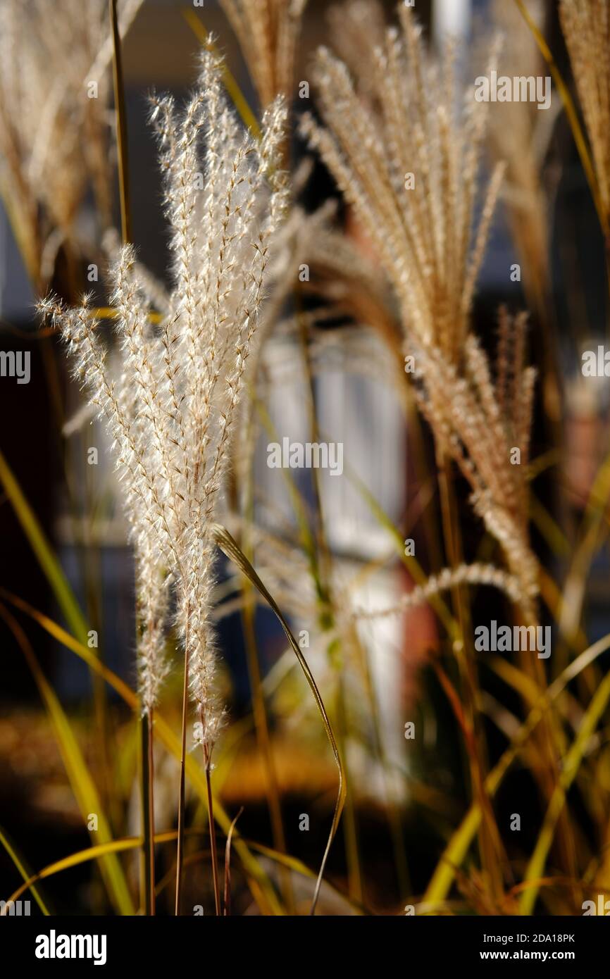 Ziergras (Miscanthus?), ausgetrocknet und glühend in der späten Herbstsonne in einem Glebe-Garten, Ottawa, Ontario, Kanada. Stockfoto