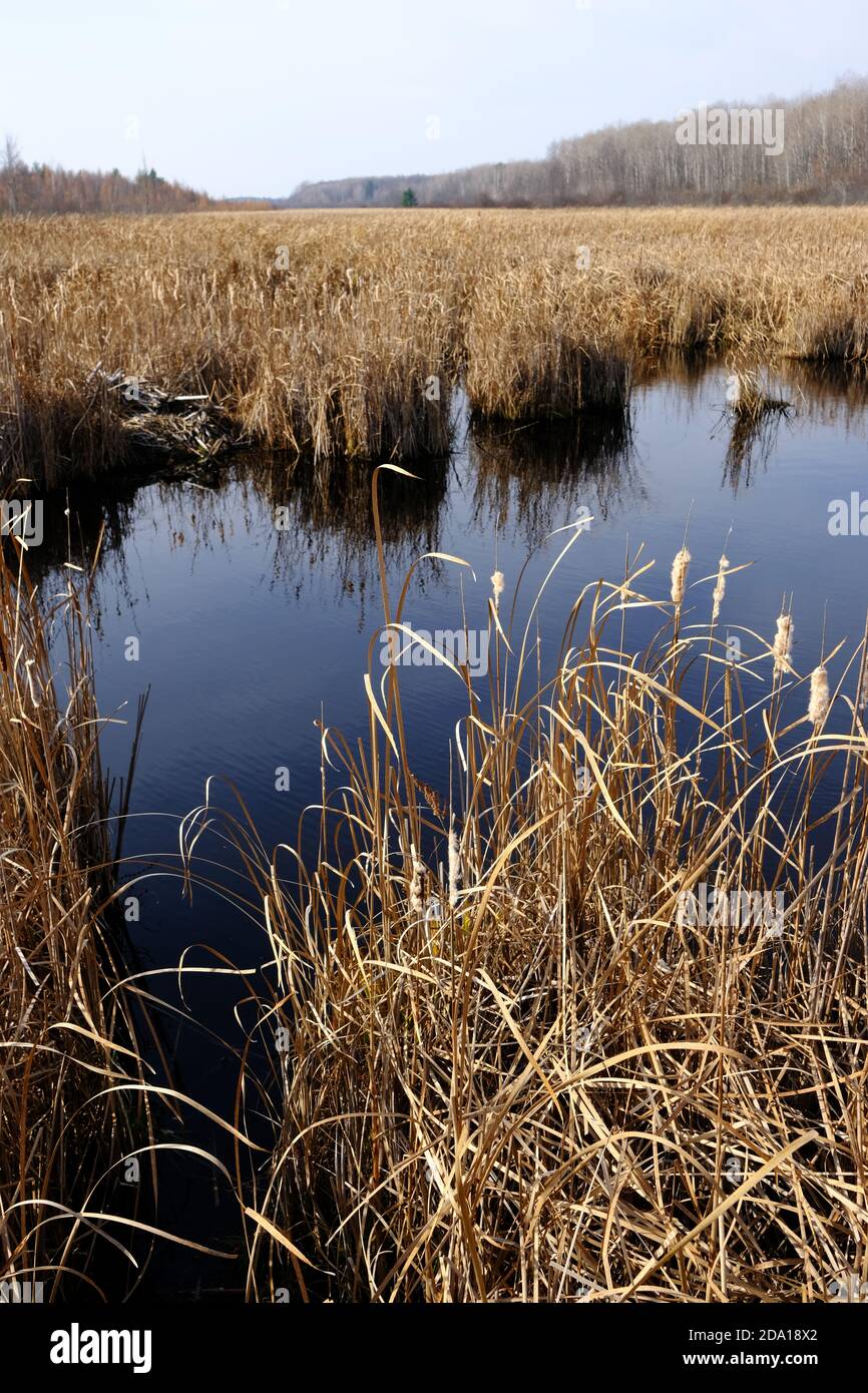 Binsen und See am Mer Bleue Moor, einem Feuchtgebiet von internationaler Bedeutung, Ottawa, Ontario, Kanada. Stockfoto