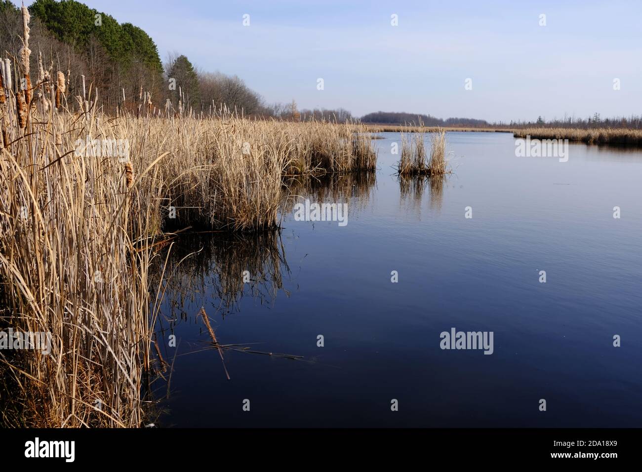 Binsen und See am Mer Bleue Moor, einem Feuchtgebiet von internationaler Bedeutung, Ottawa, Ontario, Kanada. Stockfoto