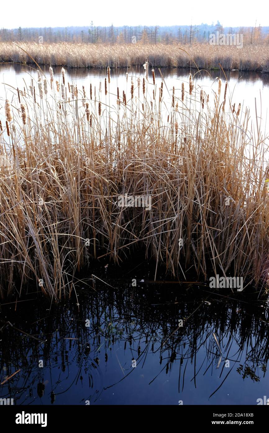 Binsen und See am Mer Bleue Moor, einem Feuchtgebiet von internationaler Bedeutung, Ottawa, Ontario, Kanada. Stockfoto