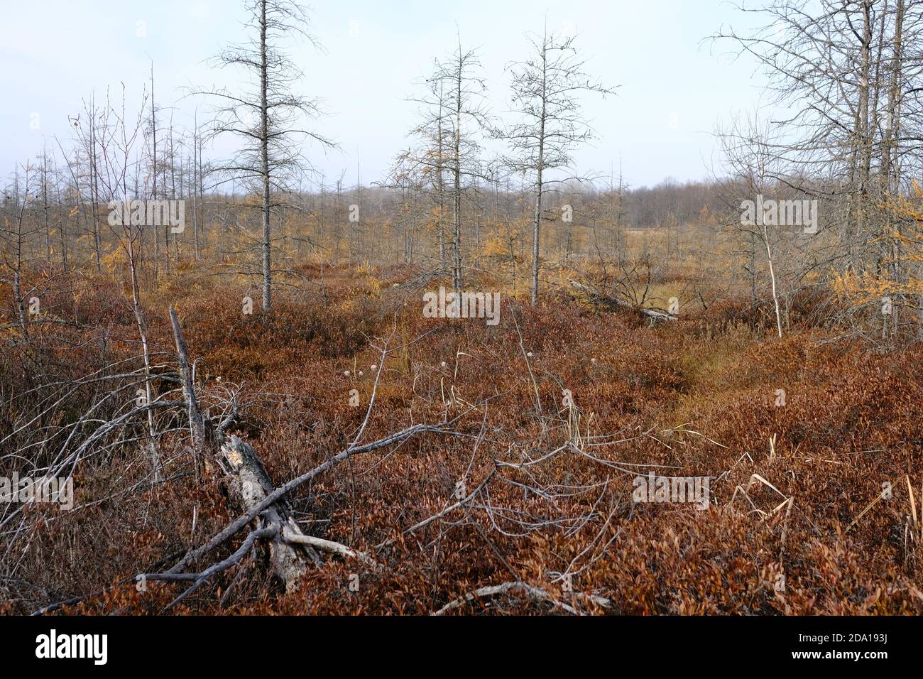 Unheimliche Landschaft von Mer Bleue Moor, einem Feuchtgebiet von internationaler Bedeutung, Ottawa, Ontario, Kanada. Stockfoto