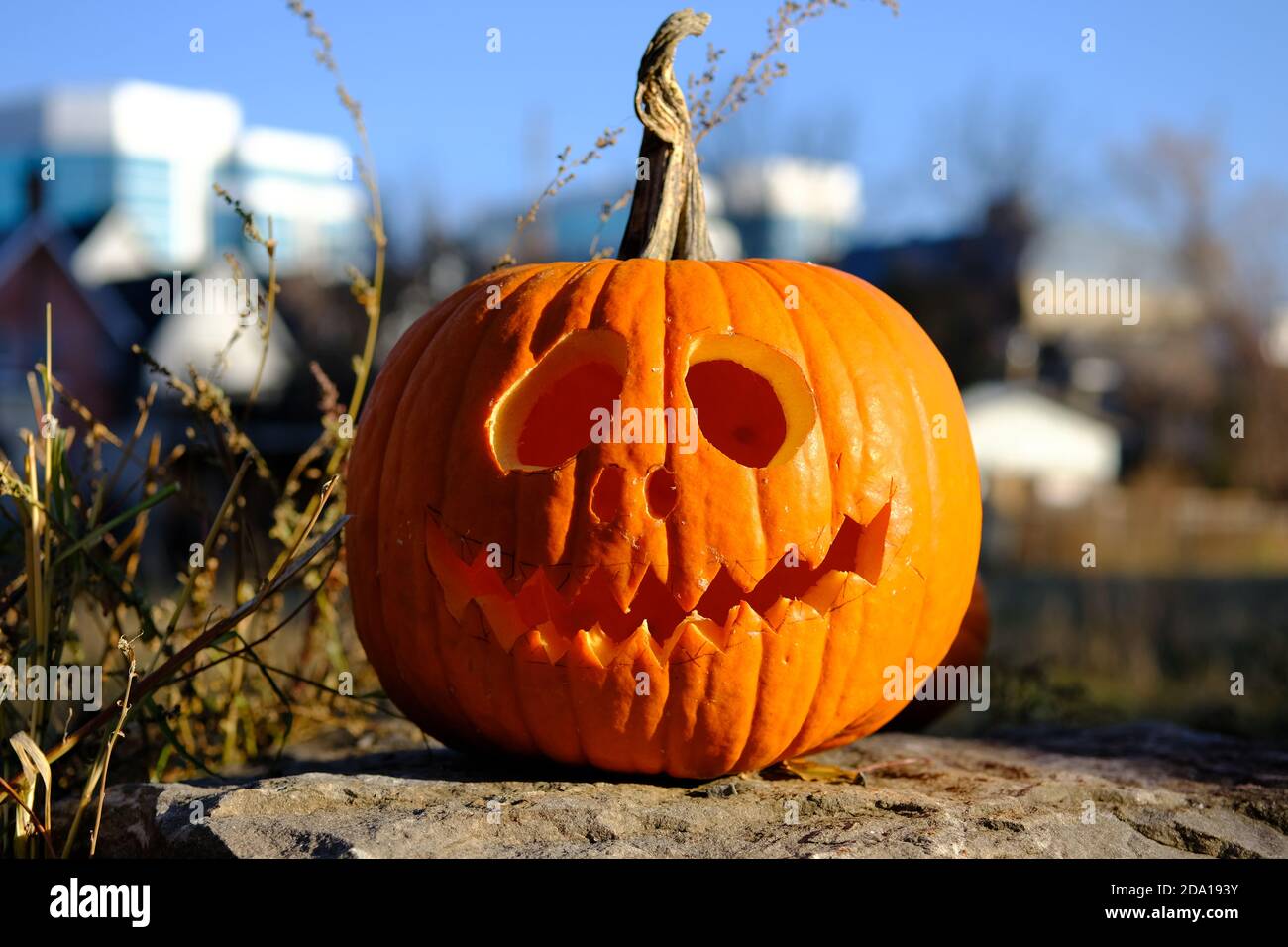 Geschnitzter Kürbis auf einem Felsen vor einem Garten, ein paar Tage nach Halloween, Ottawa, Ontario, Kanada. Stockfoto