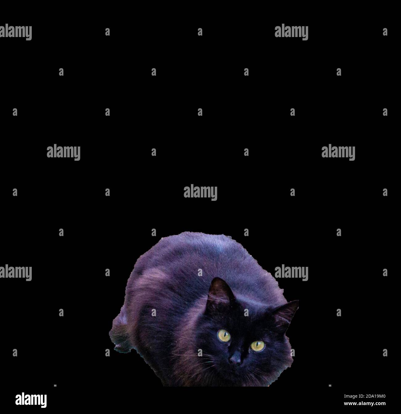Eine schwarze Katze vor schwarzem Hintergrund mit Platz für Text und Kopierraum fotografiert. Stockfoto