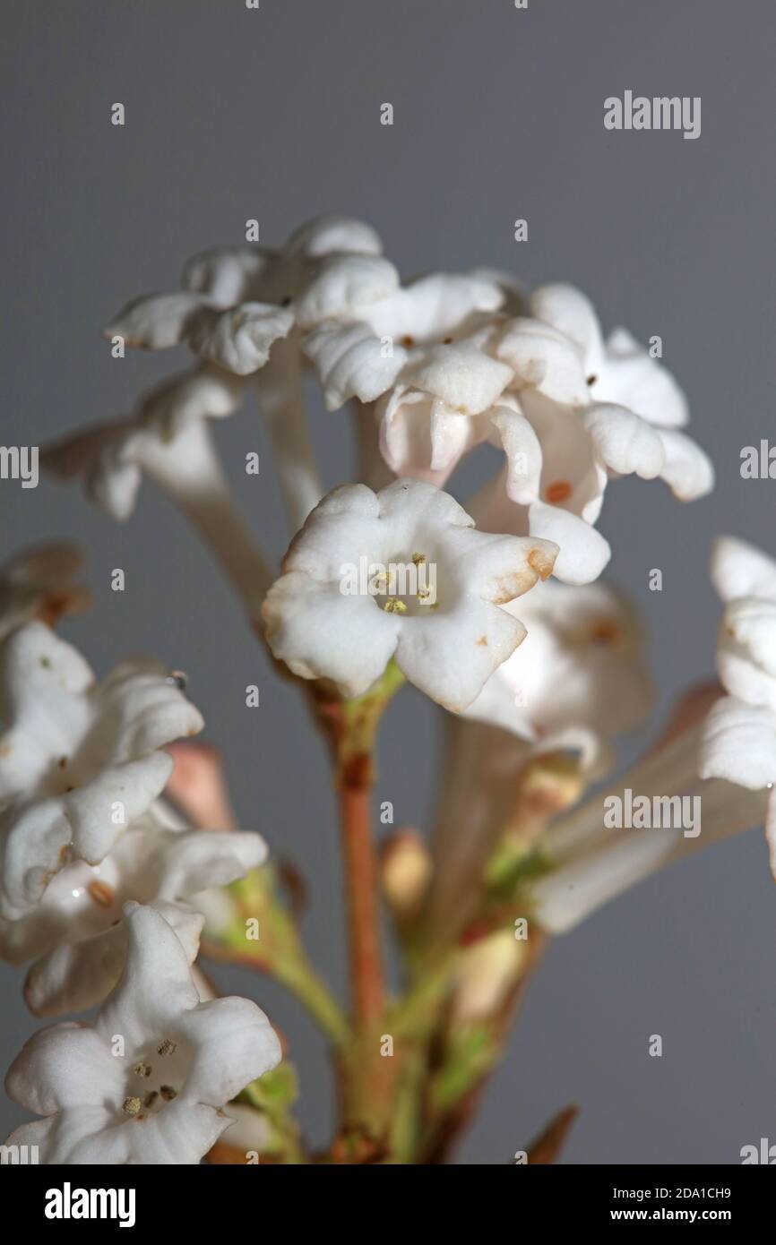 Weiße Blüte viburnum farreri Dampf Familie adoxaceae Makro modern Hochwertiger Hintergrunddruck Stockfoto