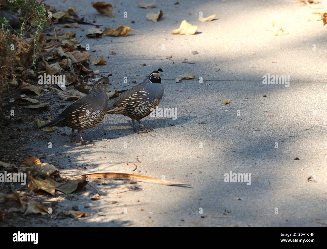 Schöner männlicher California Quail in einer Auffahrt, Pine Mountain Lake, Kalifornien. Stockfoto