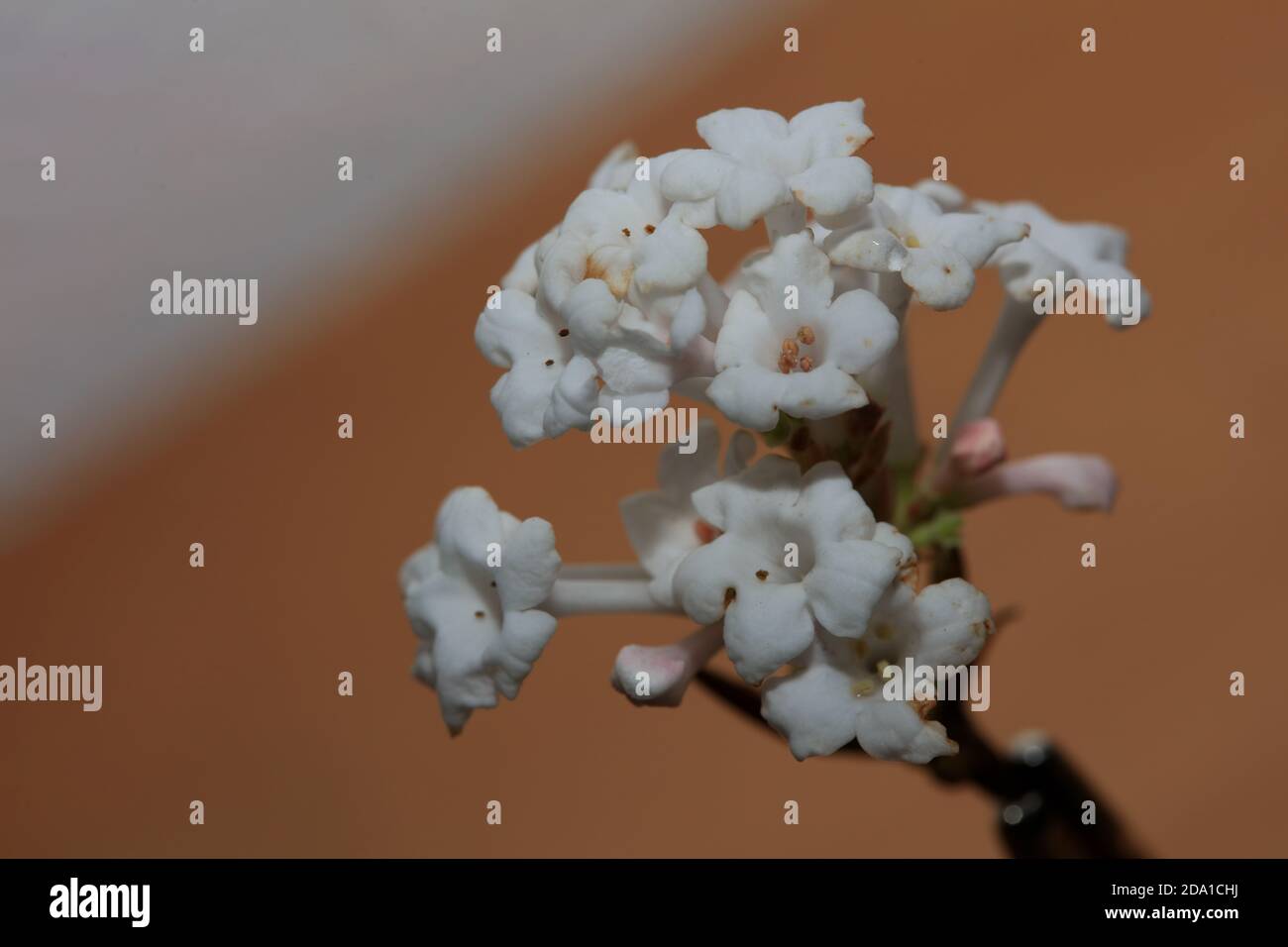 Weiße Blüte viburnum farreri Dampf Familie adoxaceae Makro modern Hochwertiger Hintergrunddruck Stockfoto