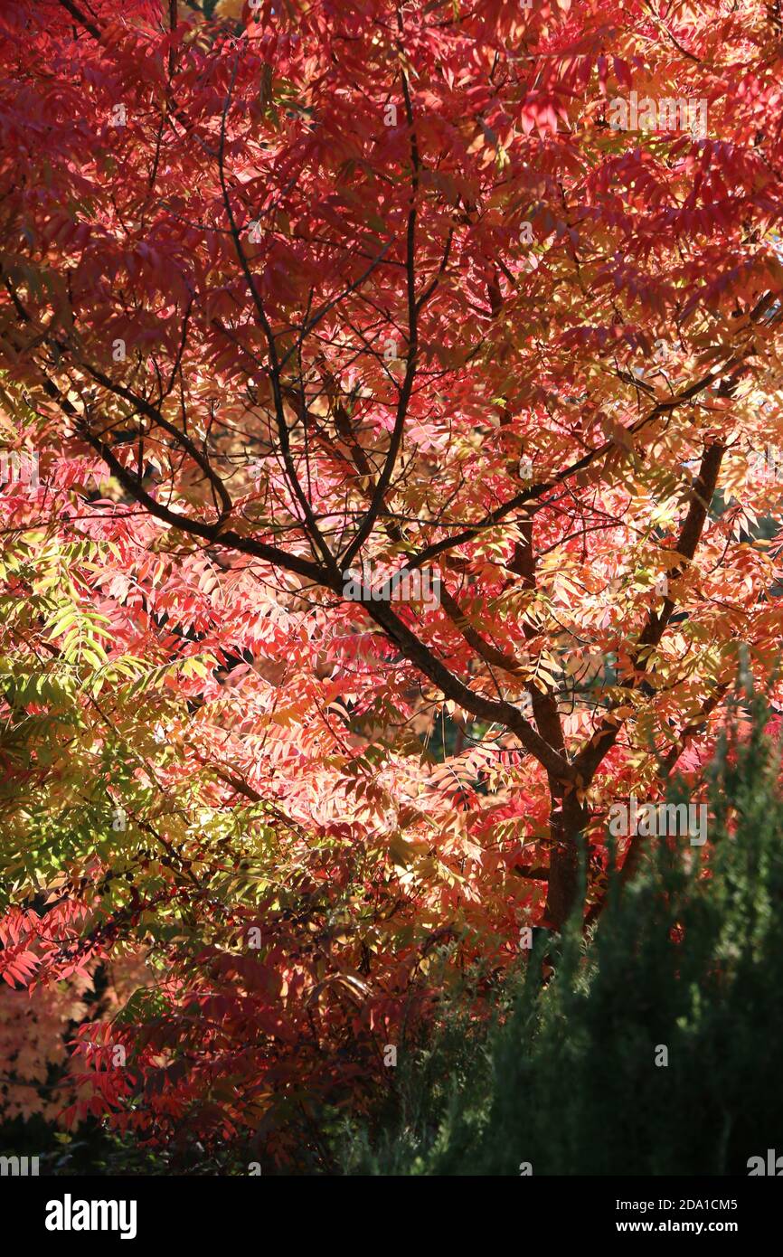 Leuchtend rote Herbstblätter, die von spätem Sonnenlicht beleuchtet werden, kontrastieren mit dunklen Zweigen auf einem chinesischen Pistache-Baum, Pine Mountain Lake CA. Stockfoto
