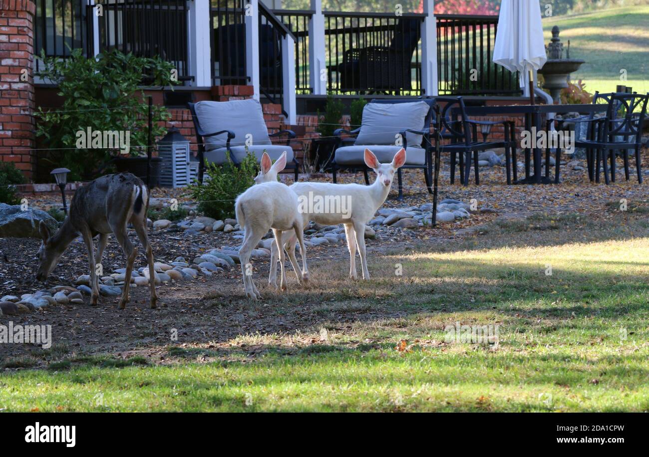Seltene Sichtung von zwei jungen Albino-Hirschen mit ihrer Mutter, Pine Mountain Lake, Kalifornien. Stockfoto