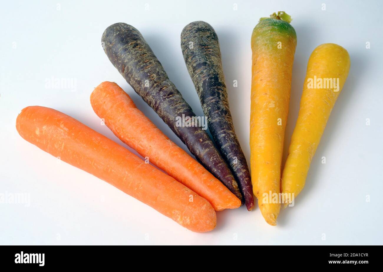Regenbogen Karotten isoliert auf weiß. Spezielle Auswahl an verschiedenfarbigen Karotten orange, lila und gelb. Stockfoto