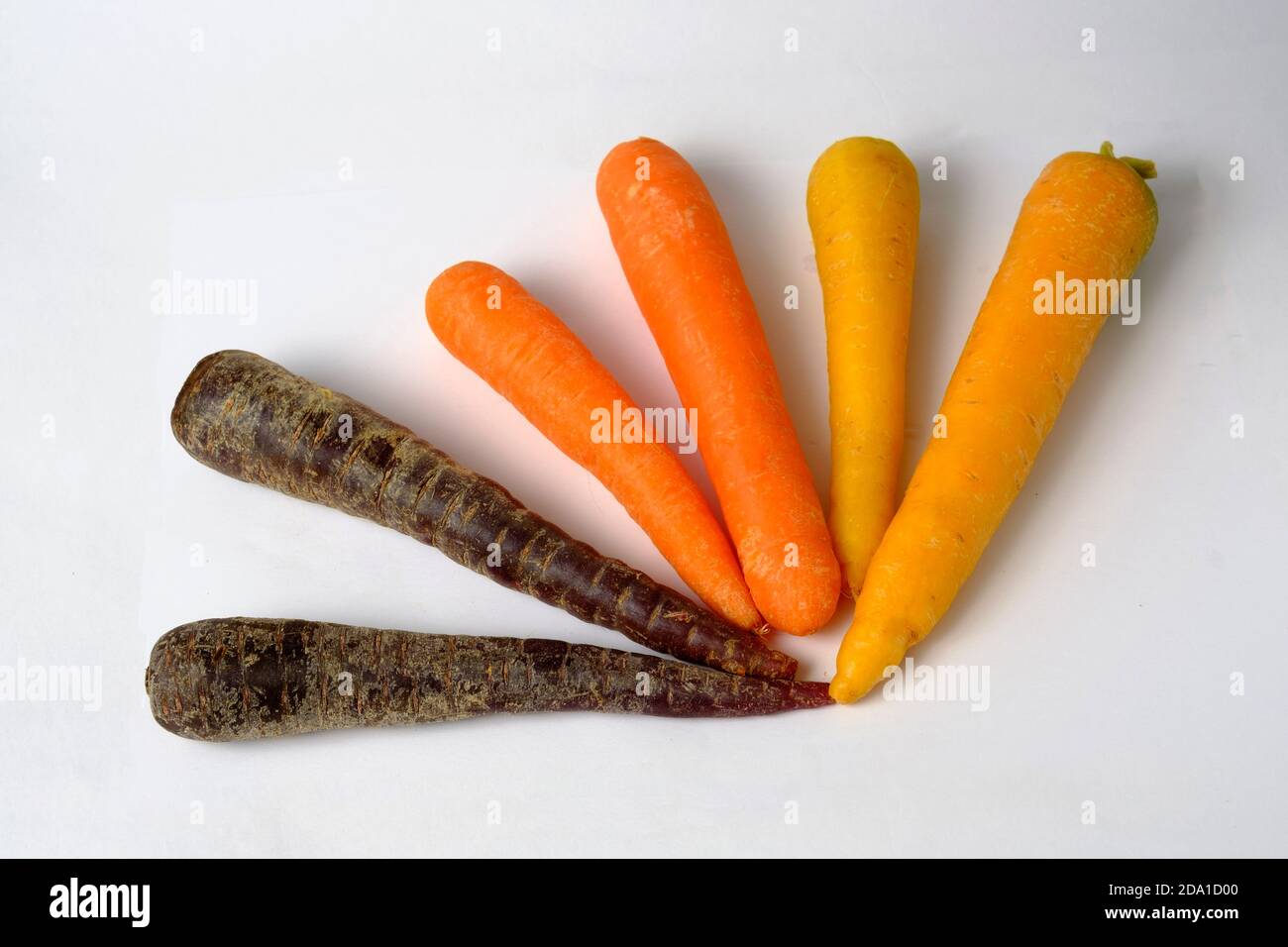 Regenbogen Karotten isoliert auf weiß. Spezielle Auswahl an verschiedenfarbigen Karotten orange, lila und gelb. Stockfoto